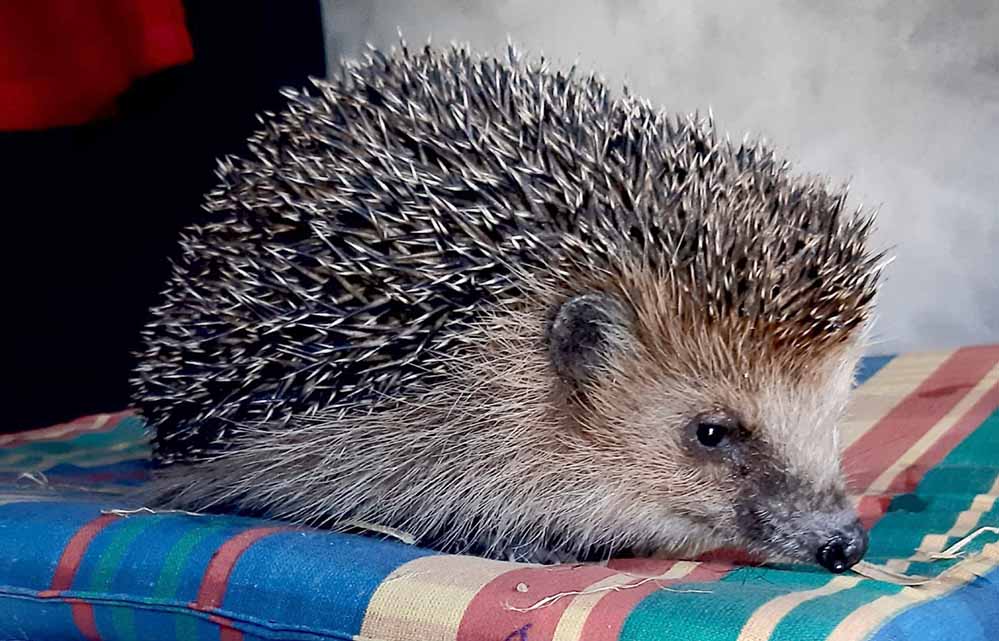 Ein Igel auf einem Kissen.