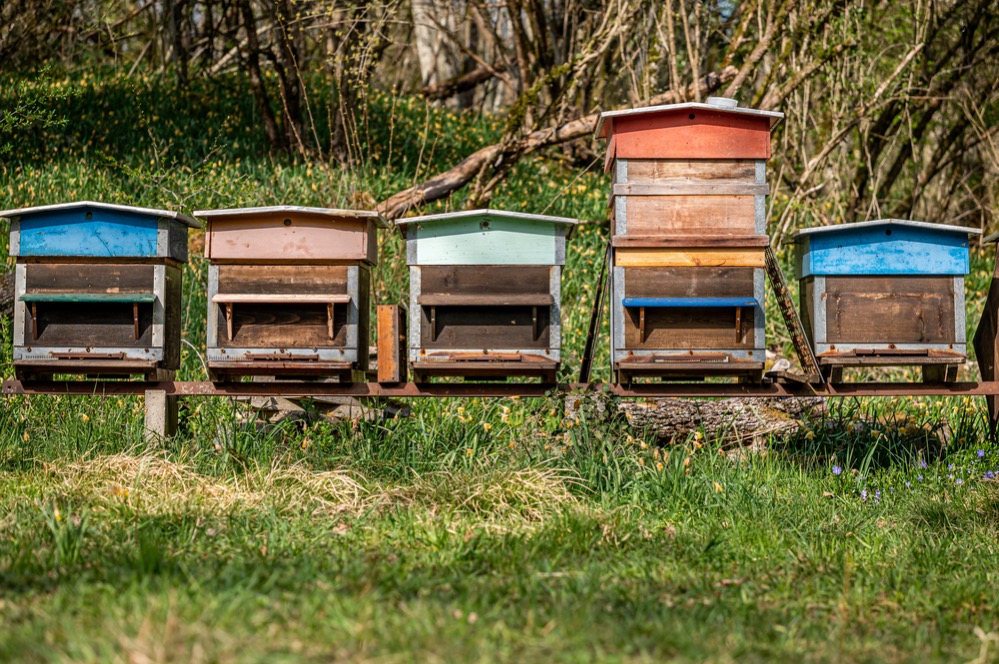 Verschiedene Bienenstöcke aus Holz