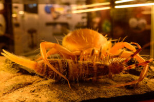 Bild zeigt einen Springschwanz als Beutetier