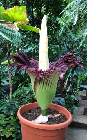 Blüte der Titanenwurz
