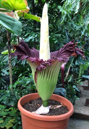 Blüte der Titanenwurz