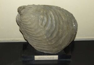 Muschel Fossil (Symbolbild)