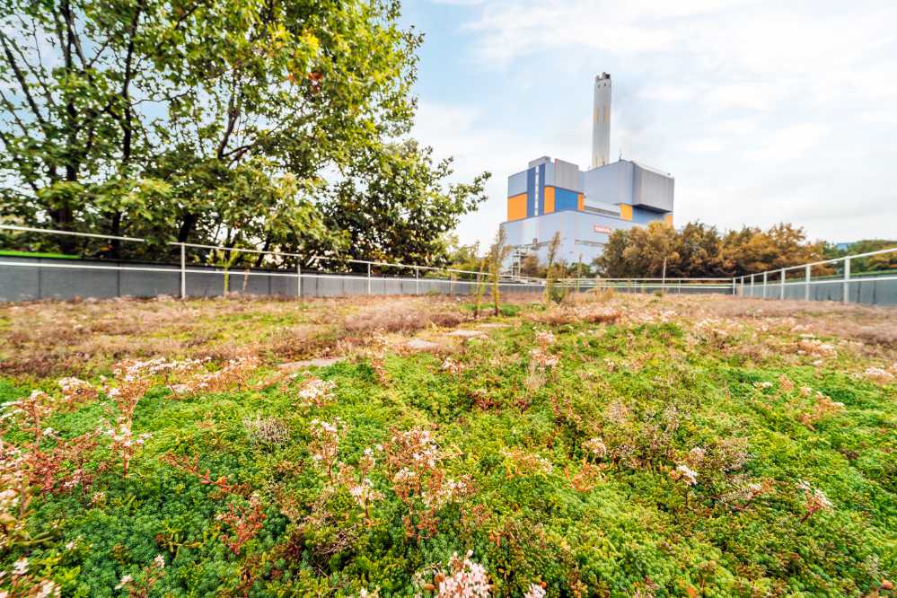 Blick auf Dachbegrünung