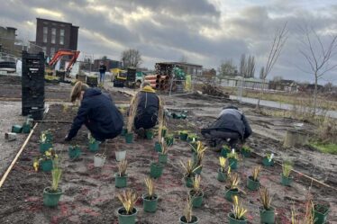 Staudengarten im Kokereipark