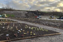 Staudengarten im Kokereipark