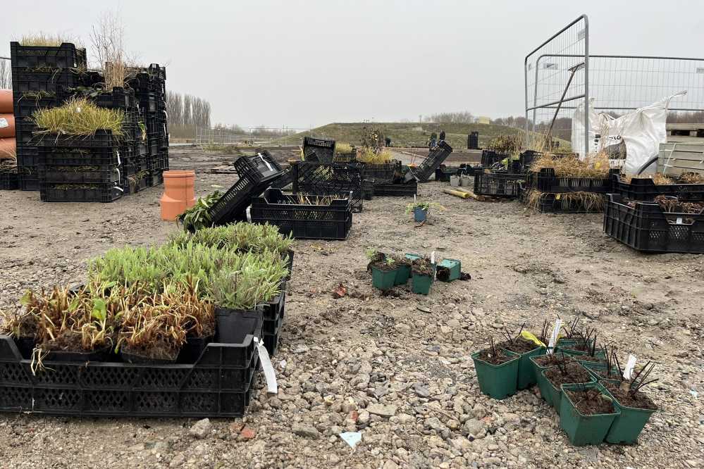 Staudenpflanzen in Kübeln