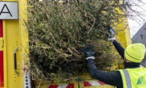 Ein Weihnachtsbaum wird in den Müllwagen geladen