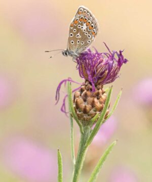 Schmetterling auf einer Blüte