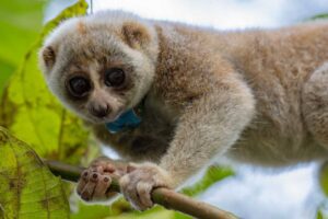Feuchtnasenaffe im Baum