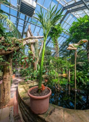 Neue Pflanze im Tropenhaus