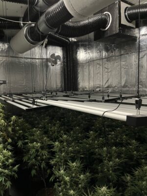 Mehrere Cannabispflanzen.