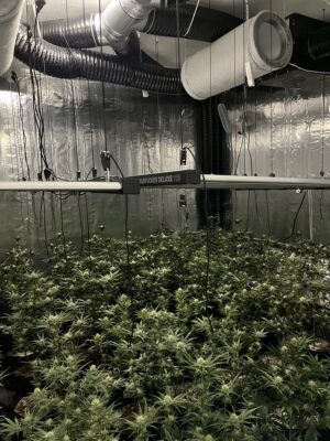 Mehrere Cannabispflanzen.