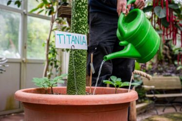 Dortmunds neue Titanenwurz ist getauft: „Titania“ setzte sich in der Online-Abstimmung durch