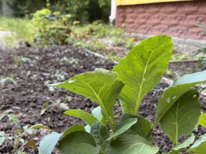 Im Garten der Caritas in Zhytomyr wird Gemüse angebaut