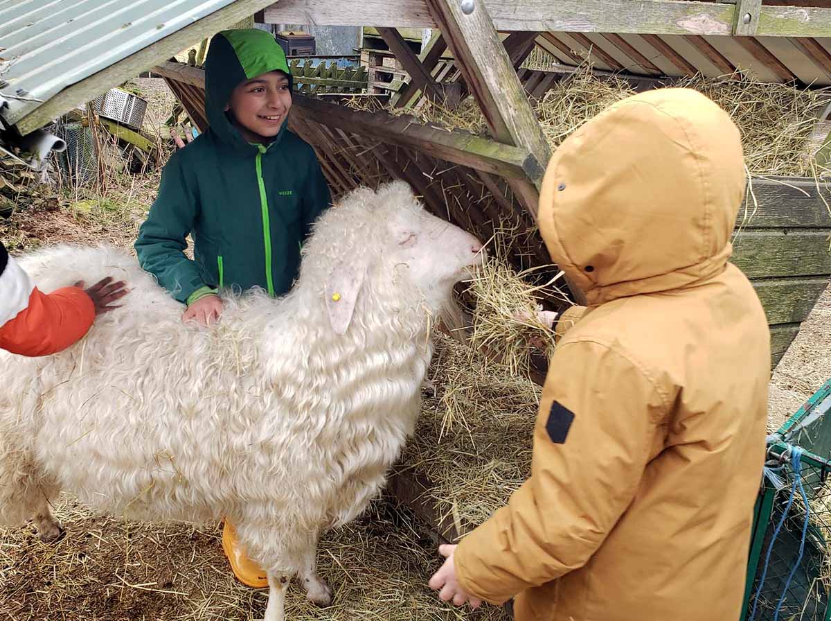 Kinder mit einem Schaf auf dem Bauernhof